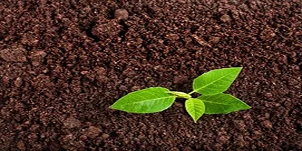 تصویر 3 از قیمت خرید خاک پرومکس عمده + قیمت فروش استثنایی